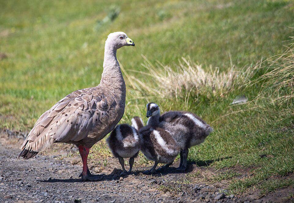 induk Cape Barren goose bersama anak-anaknya