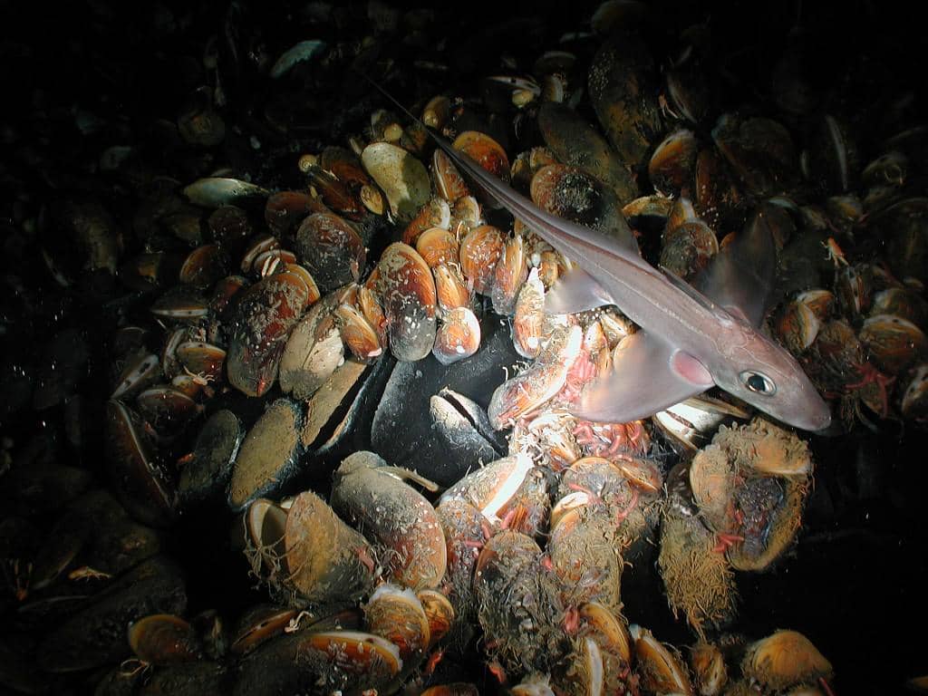 Hewan yang hidup di sekitar kolam air asin