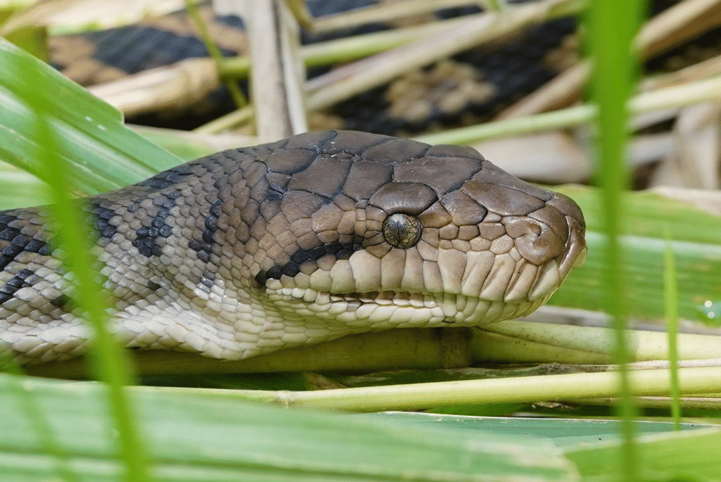 sanca scrub australia