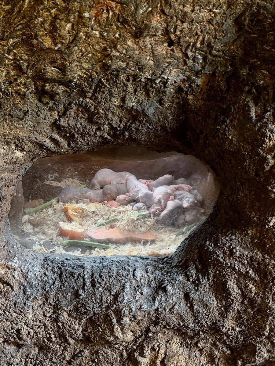 Keluarga Anissa Aziza ke Singapore Zoo.