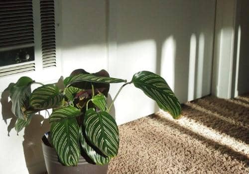 ilustrasi tanaman indoor kurang kelembapan