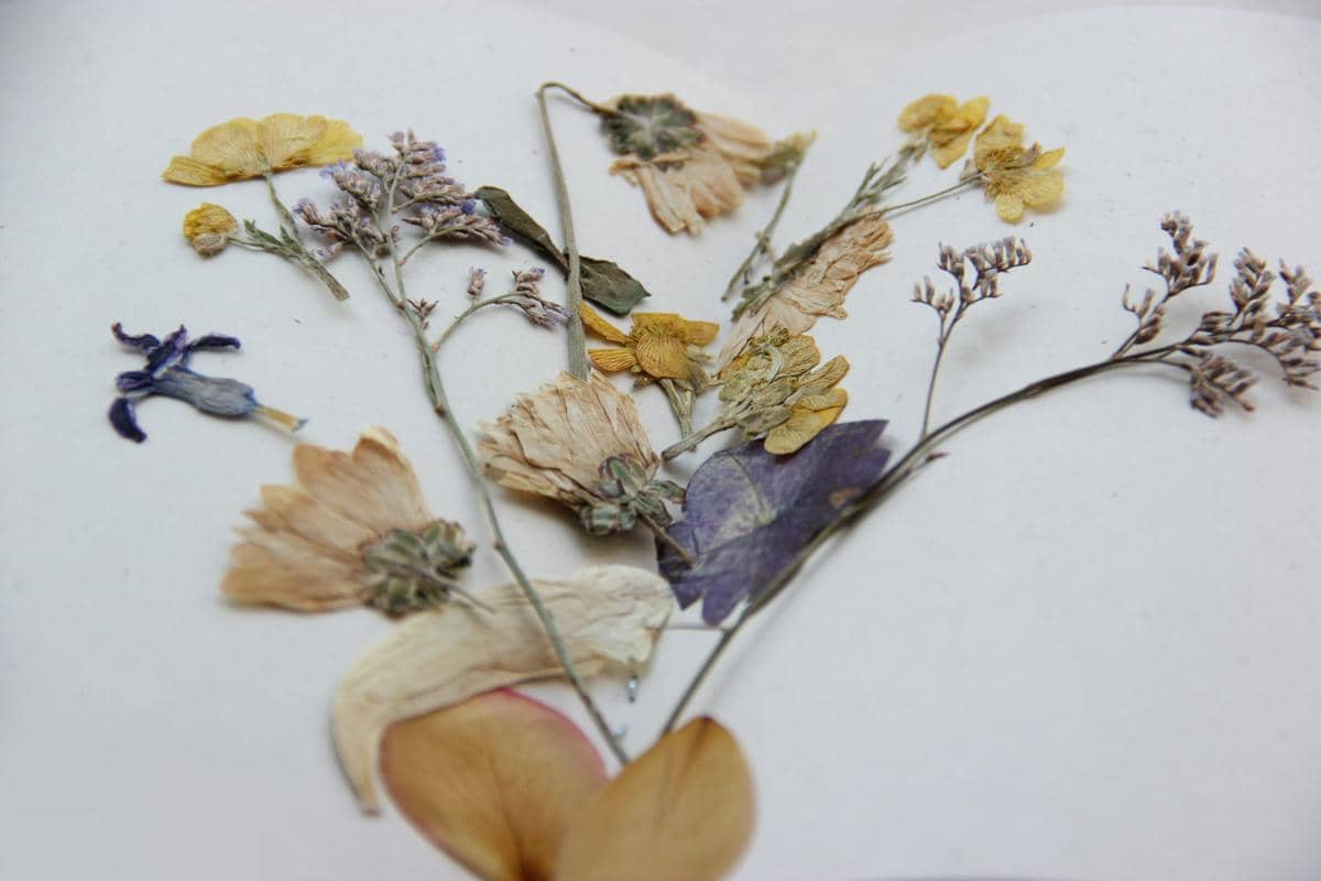 ilustrasi mengeringkan bunga