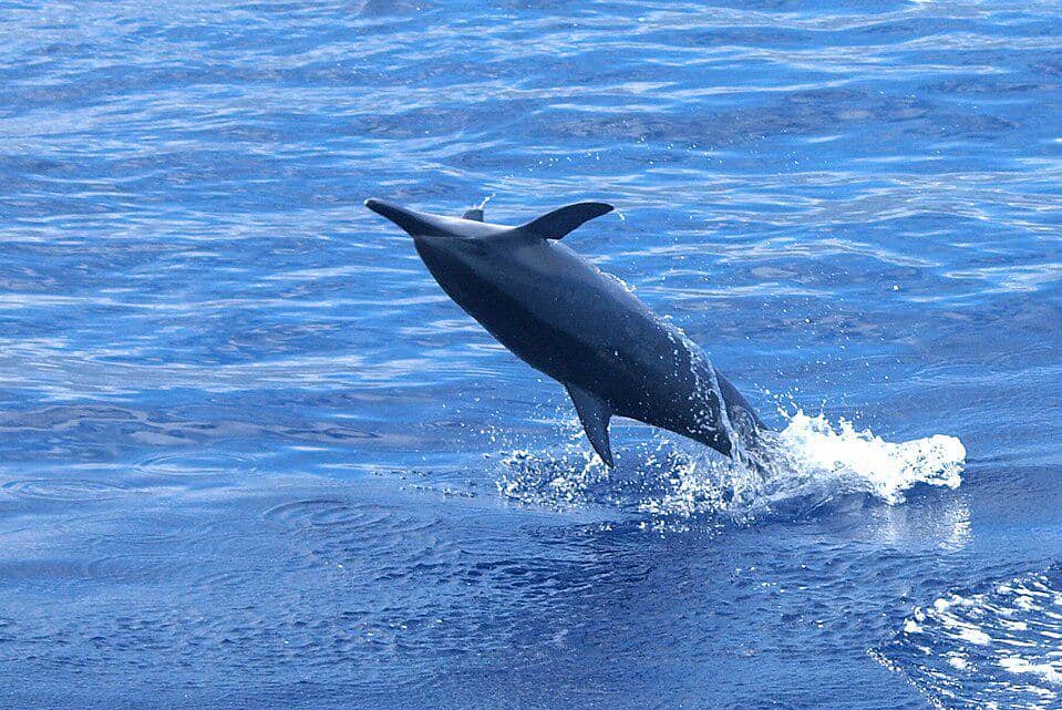 Lumba-lumba moncong panjang berputar di udara.