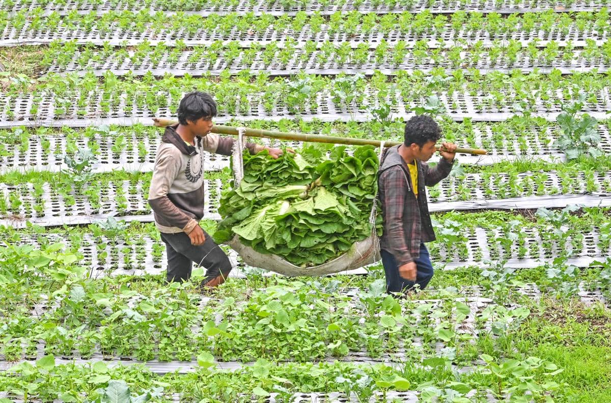 Ilustrasi petani mengangkat sawi putih hasil panen. (ANTARA FOTO/Ahmad Subaidi)