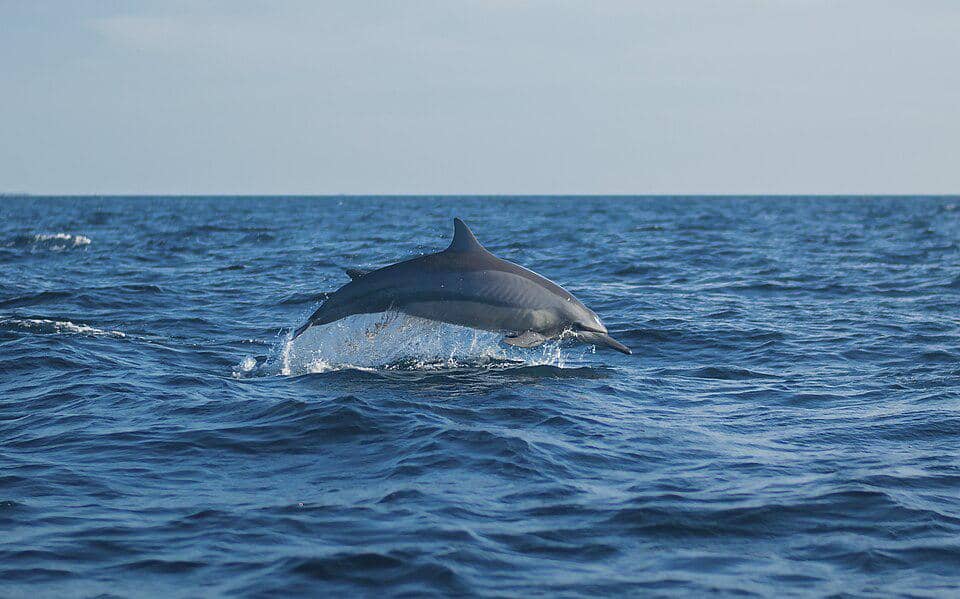 lumba-lumba moncong panjang melompat