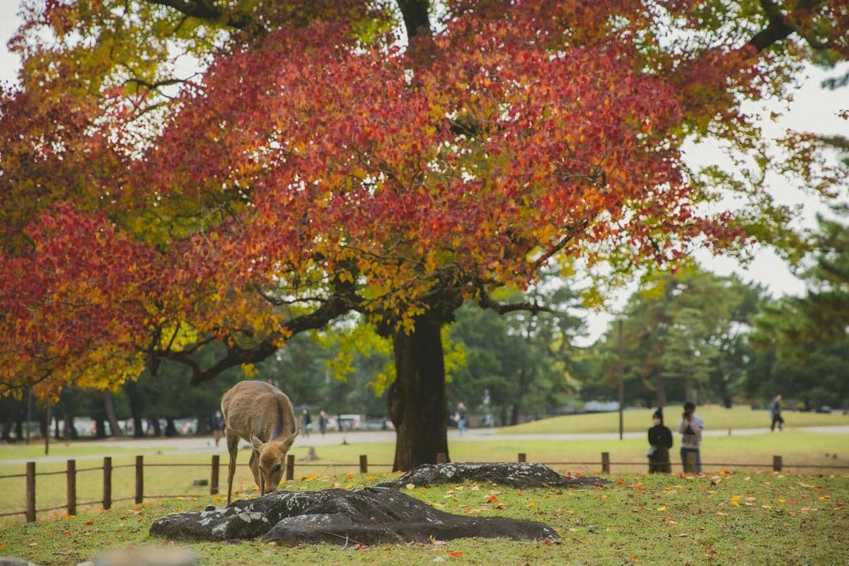 ilustrasi Nara Park