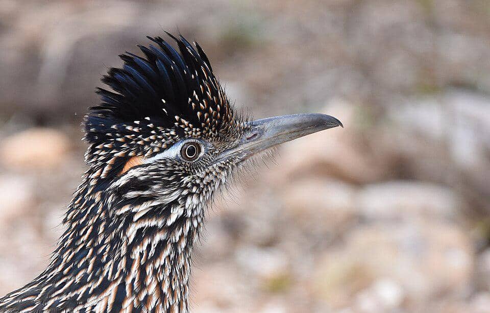 tampak dekat kangkok pelari besar
