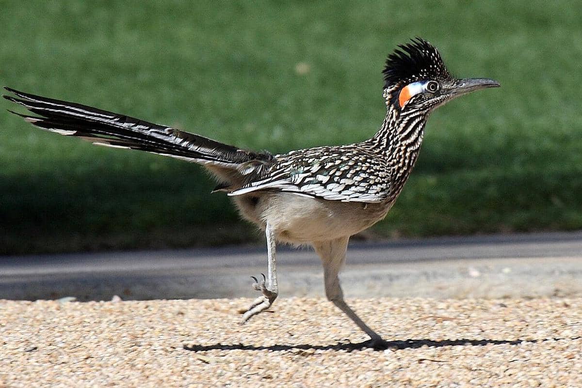 kangkok pelari besar sedang berlari