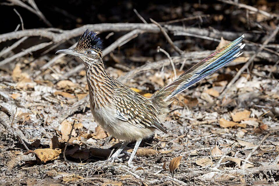 kangkok pelari besar di habitat aslinya