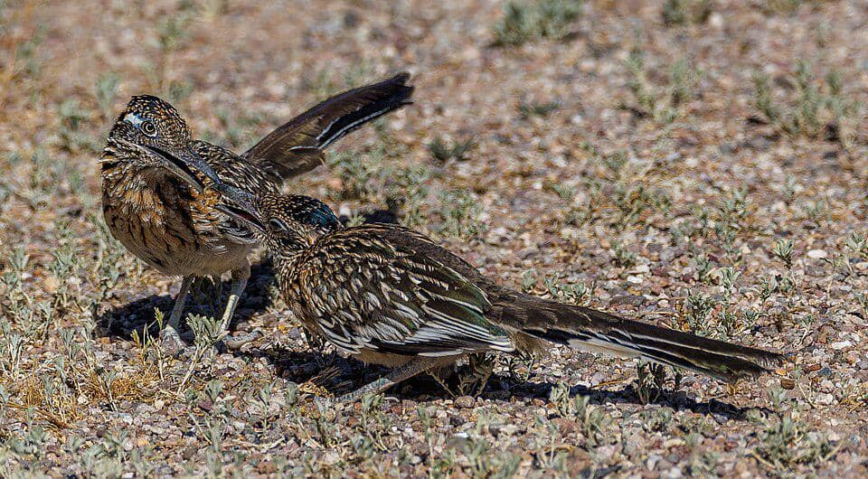 sepasang kangkok pelari bercengkerama