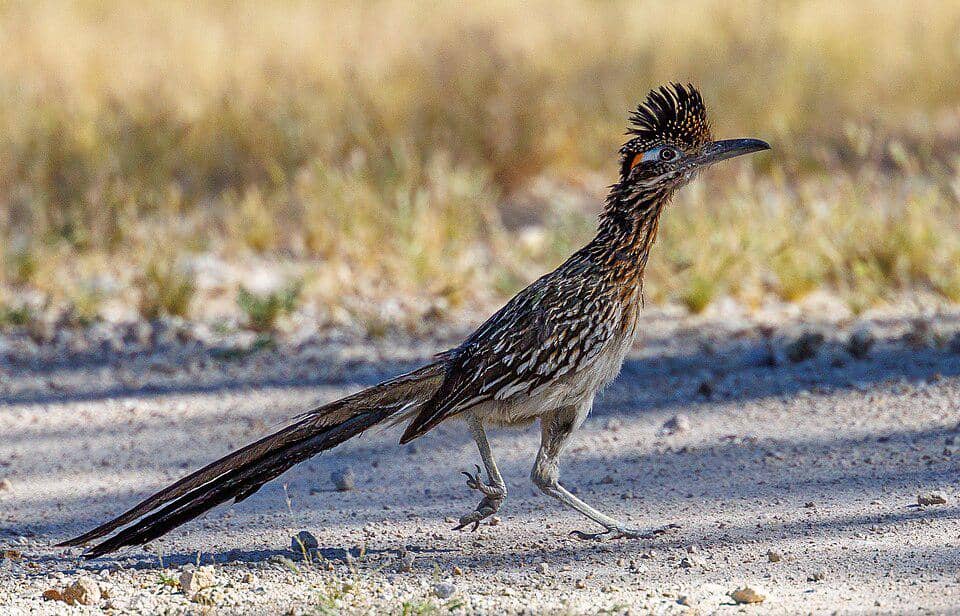 kangkok pelari besar di jalan setapak