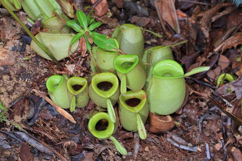 Nepenthes ampullaria