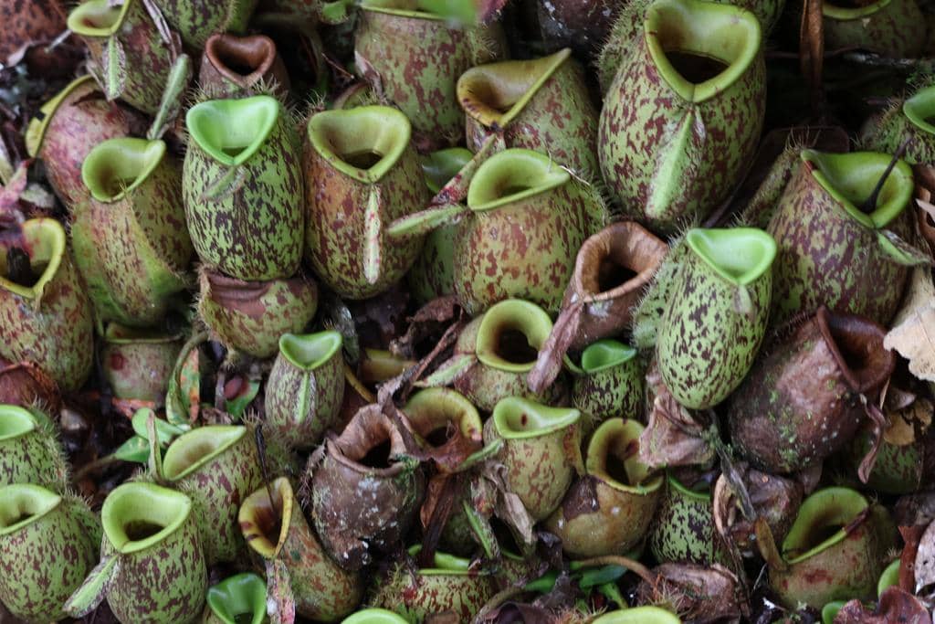 Nepenthes ampullaria