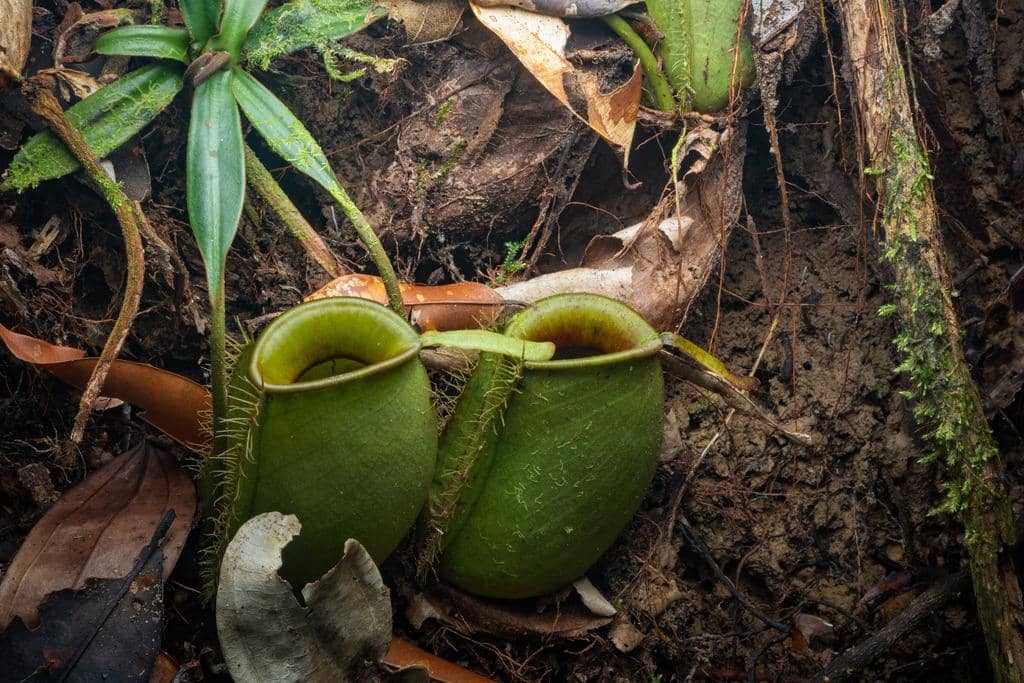 Nepenthes ampullaria