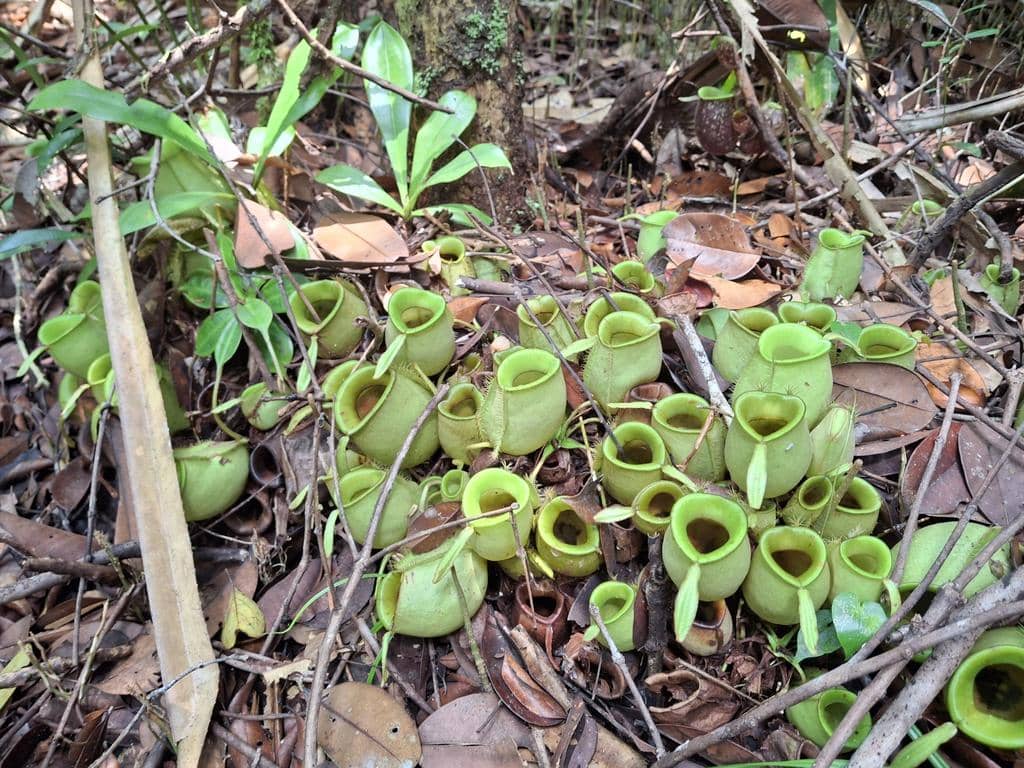 Nepenthes ampullaria