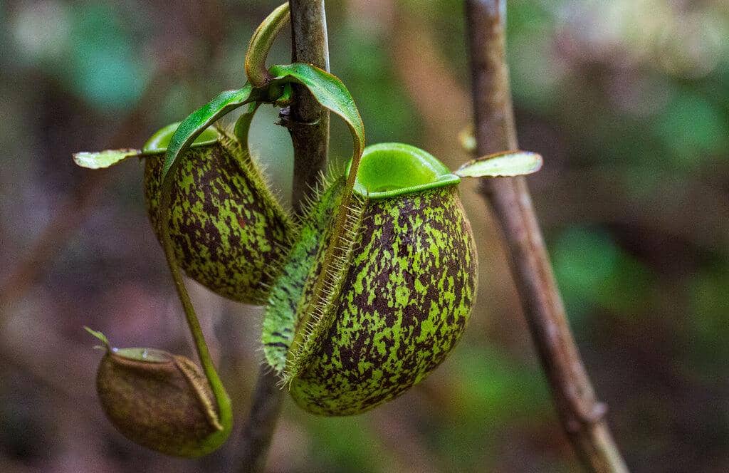 Nepenthes ampullaria