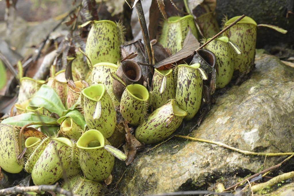 Nepenthes ampullaria