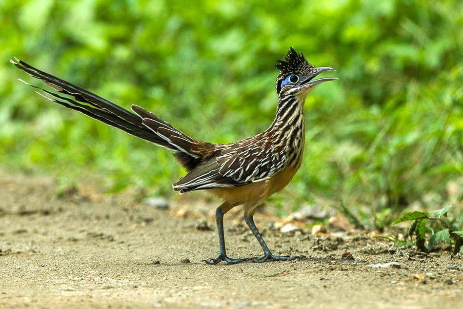 tampilan kangkok pelari kecil