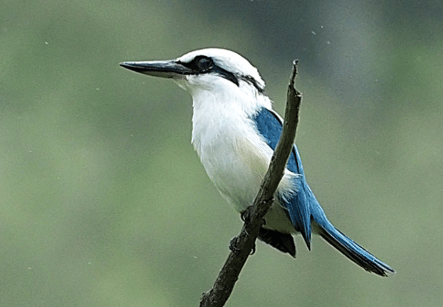 burung marquesan kingfisher