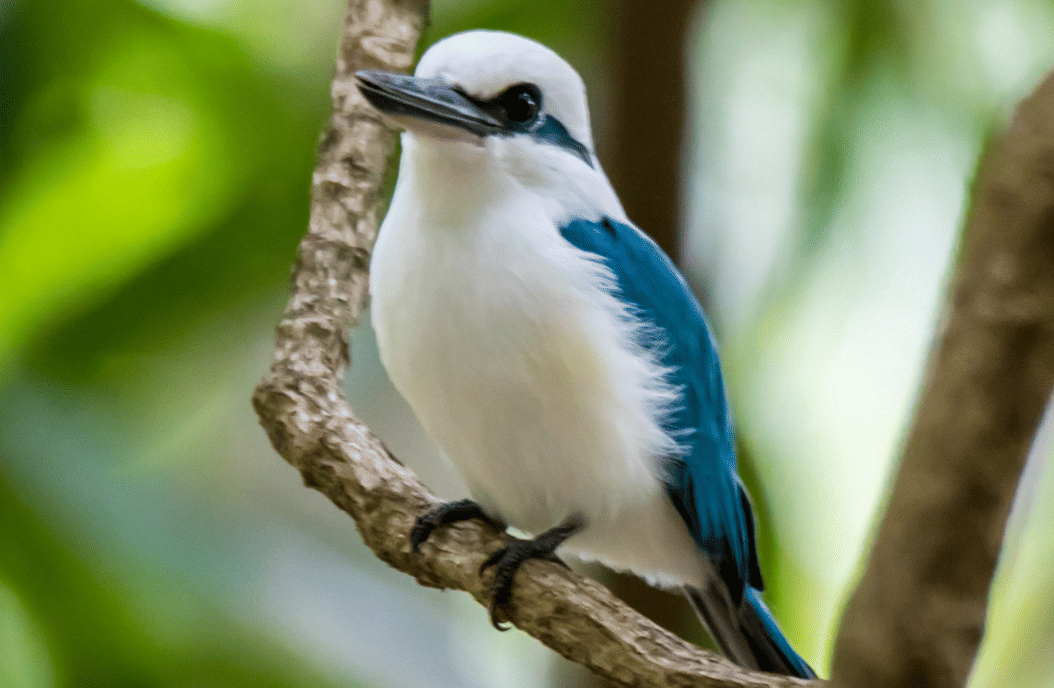 burung marquesan kingfisher