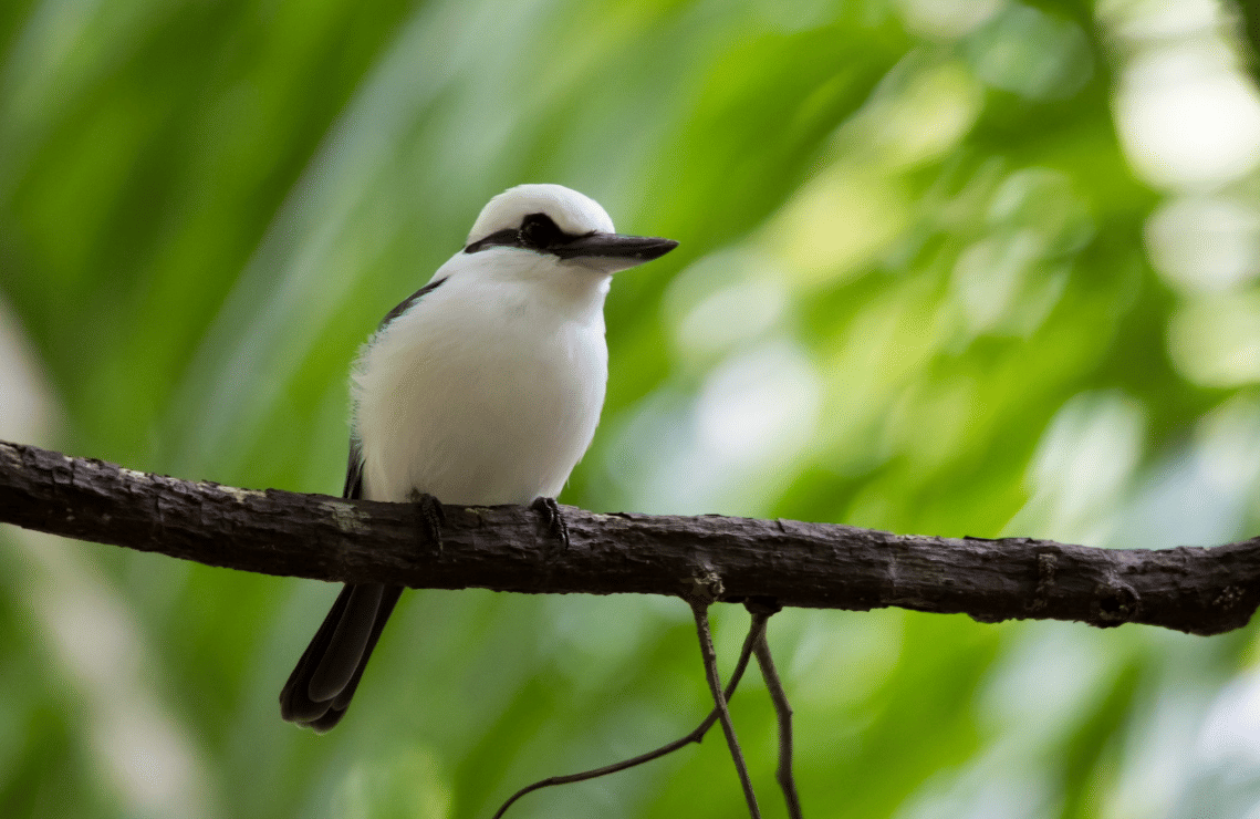 burung marquesan kingfisher