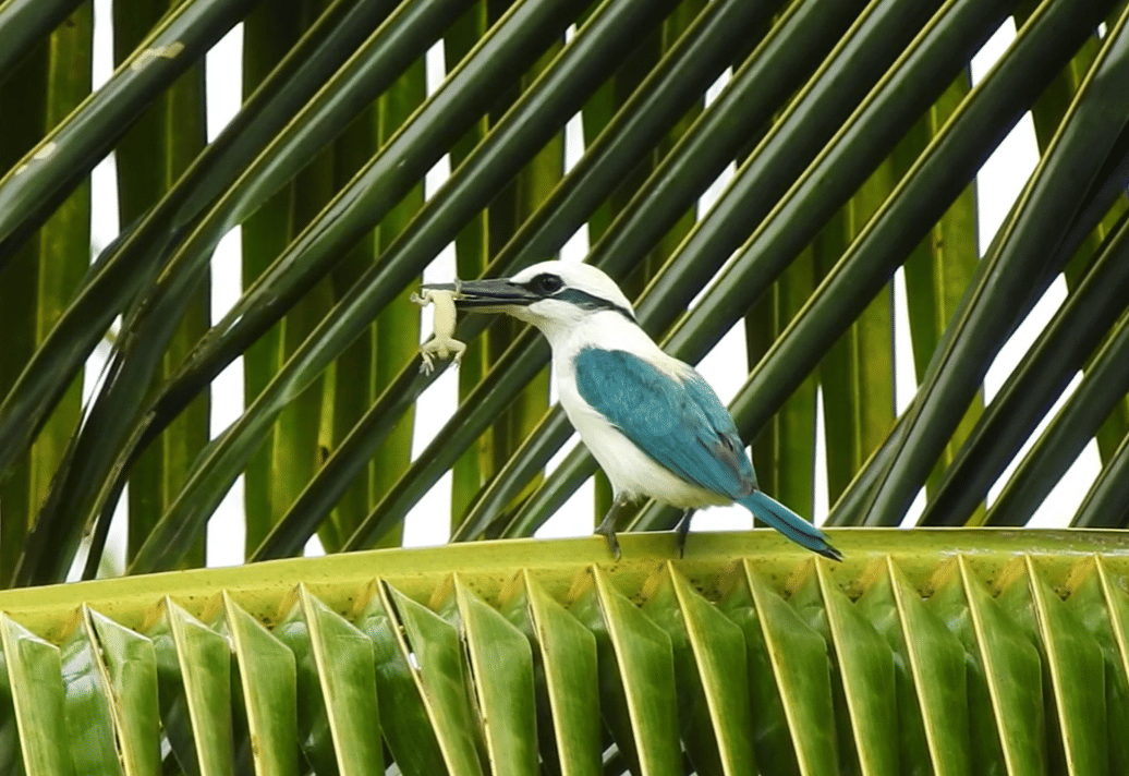 burung marquesan kingfisher