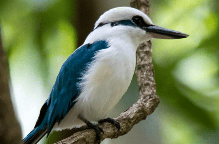 burung marquesan kingfisher