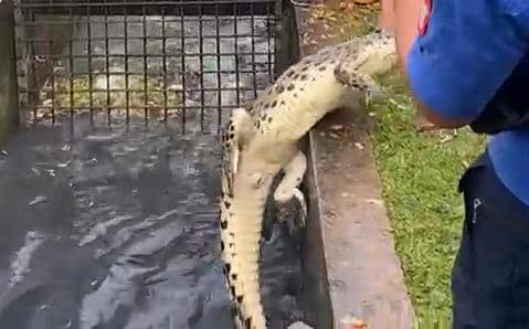 Evakasi buaya muara di kawasan Gasing, Tanjung Api-api, Banyuasin (Dok: Damkar Talang Keramat)