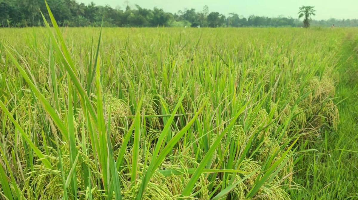 Ilustrasi sawah