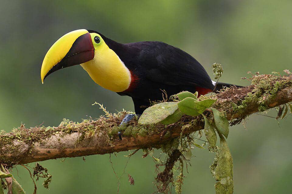 Ramphastos ambiguus