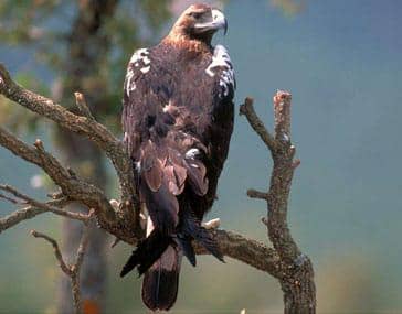Potret iberian imperial eagle 