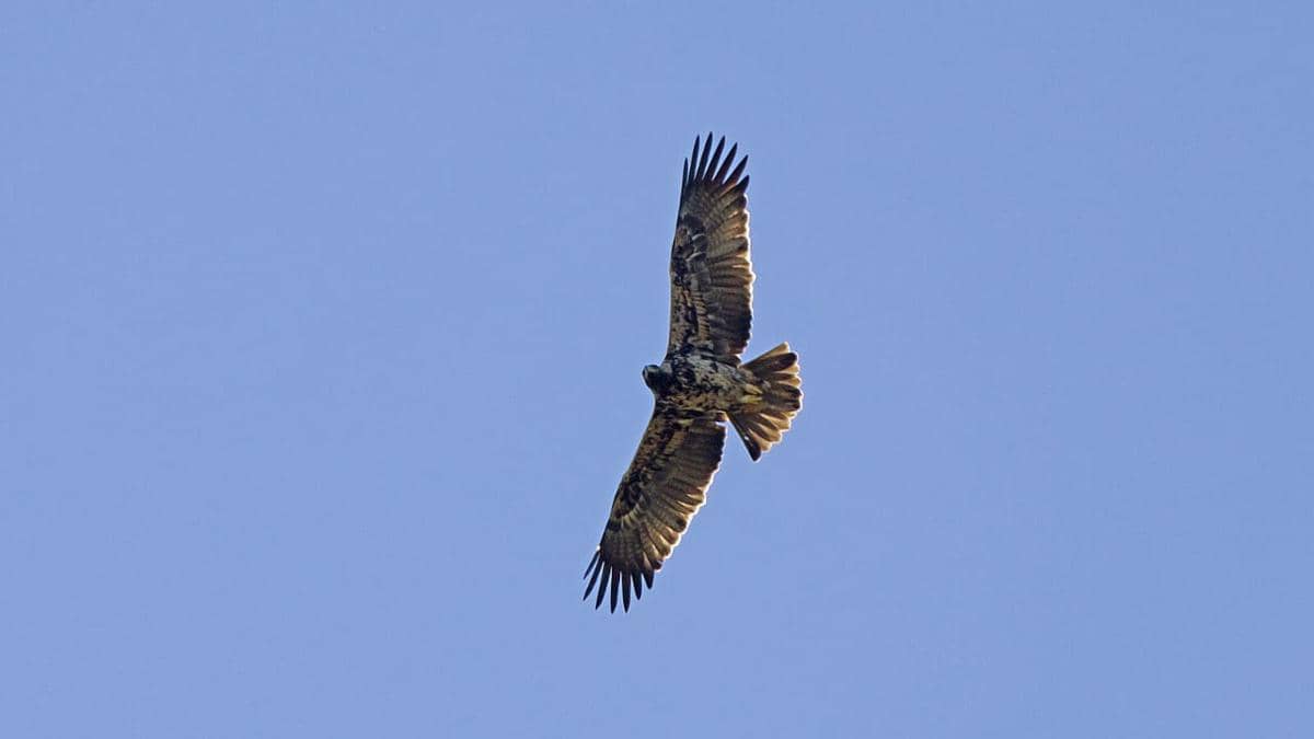 Potret iberian imperial eagle