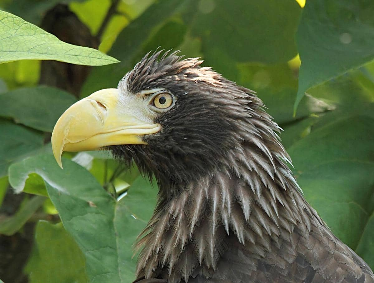 Potret elang-laut Steller