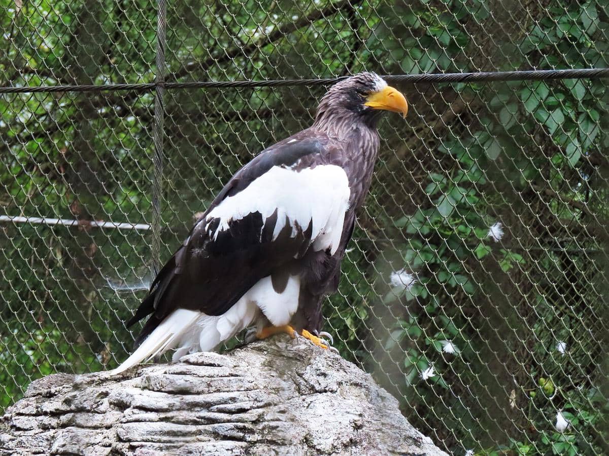 Potret elang-laut Steller