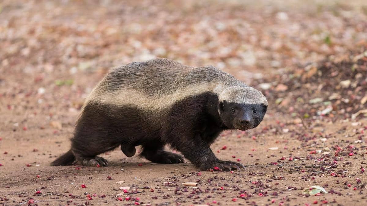 Potret honey badger