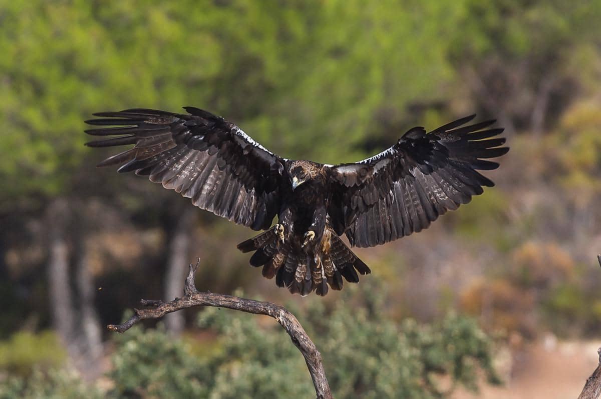 Potret iberian imperial eagle