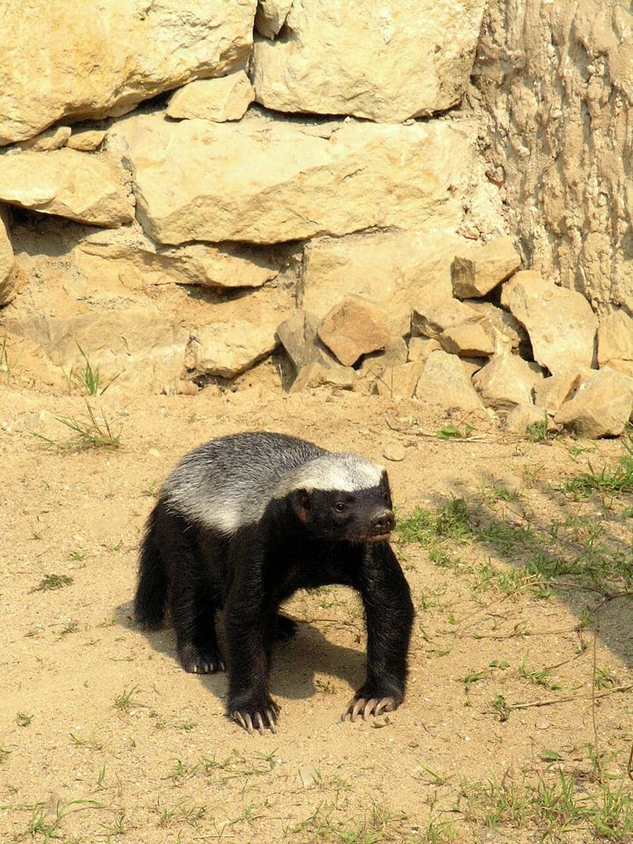 Potret honey badger