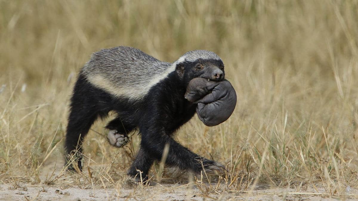 Potret honey badger