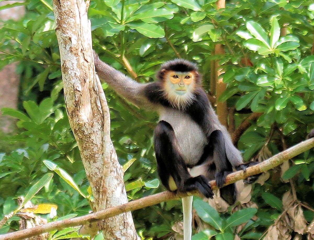 potret satwa di Phu Quoc National Park