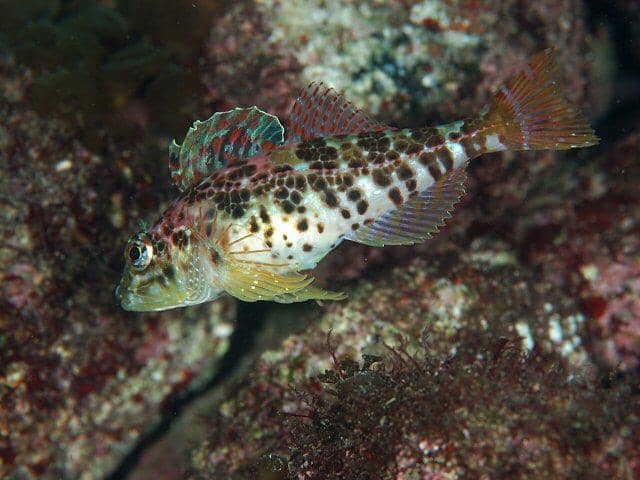 Warna ikan sculpin koralin yang menyatu dengan habitatnya berada