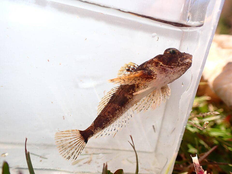 Ukuran ikan sculpin koralin yang kecil