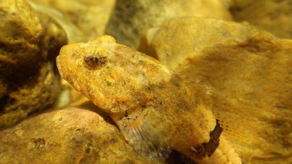 Spesies ikan sculpin yang pandai berkamuflase