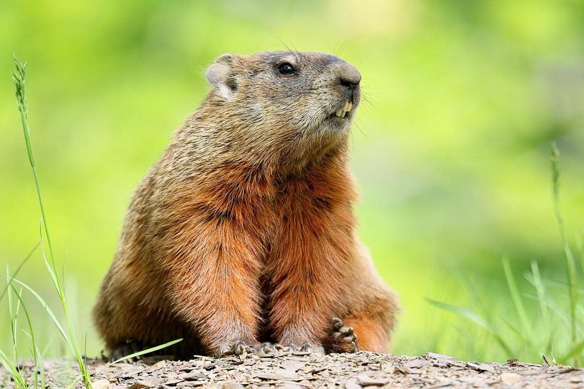 marmot tanah