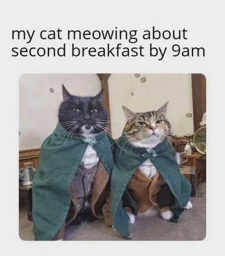meme kucing minta sarapan