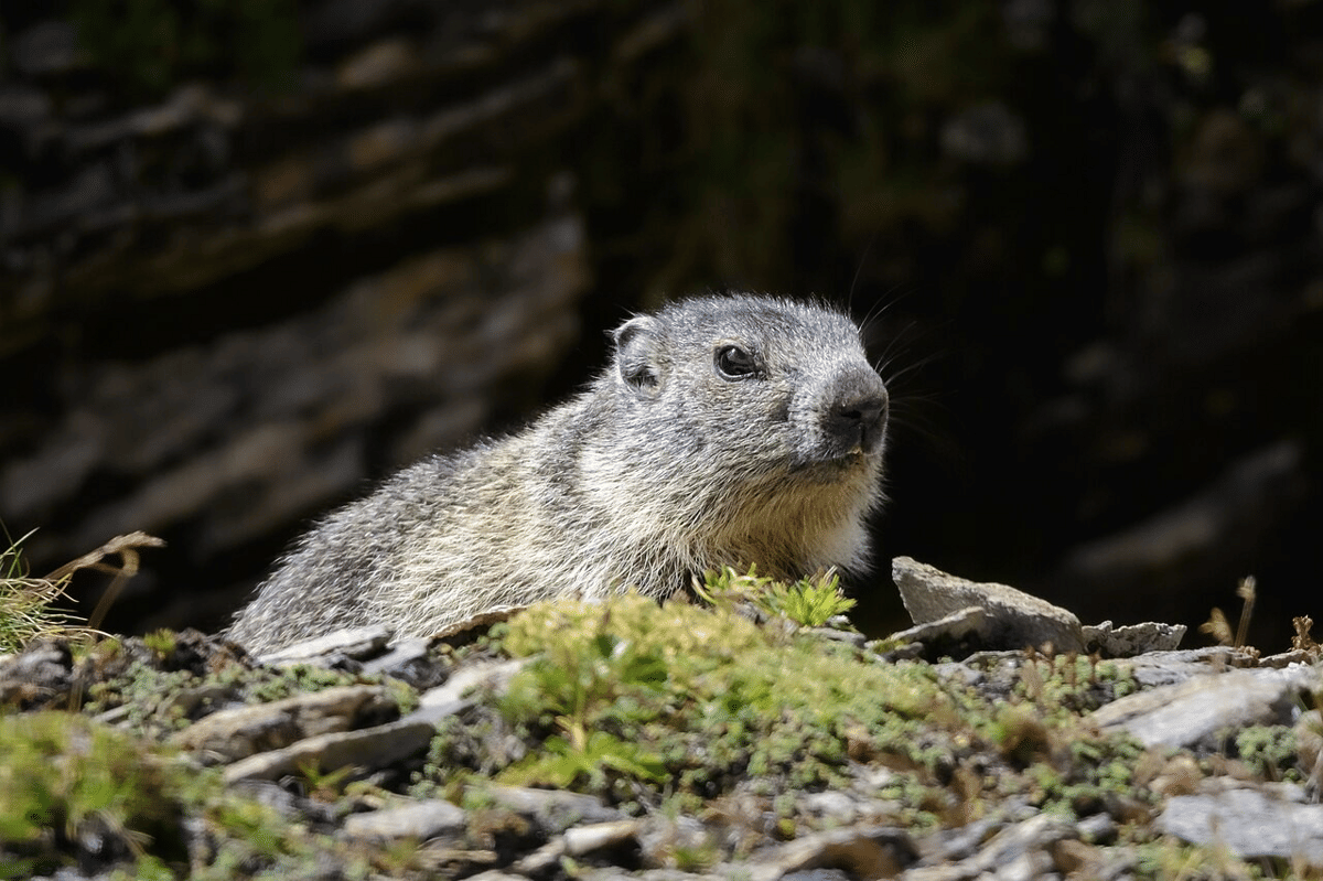 marmot alpen
