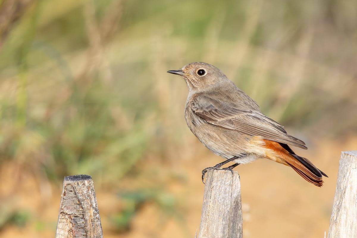 Burung Redstart Hitam betina