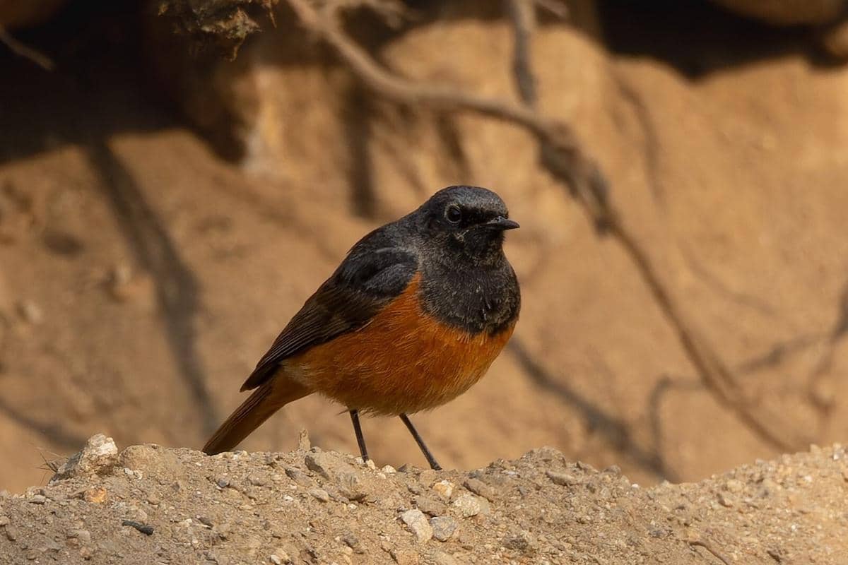 Burung Redstart Hitam