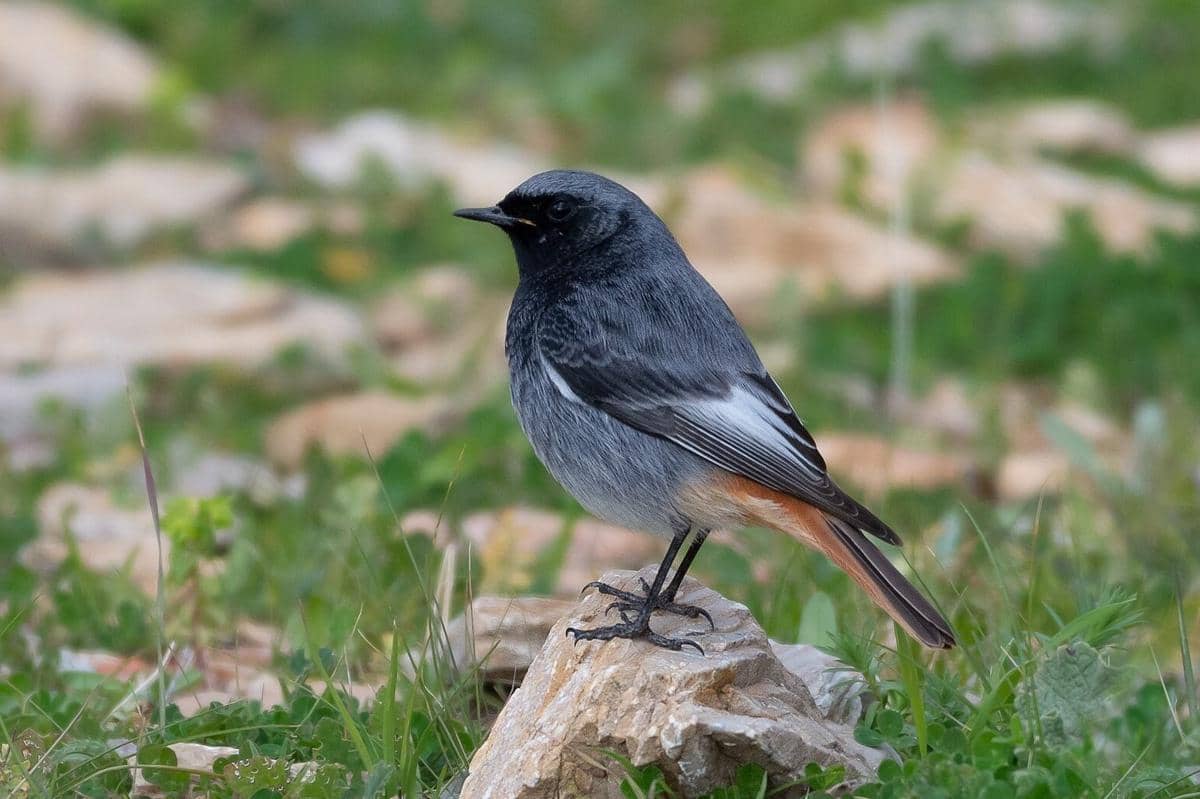 Burung Redstart Hitam
