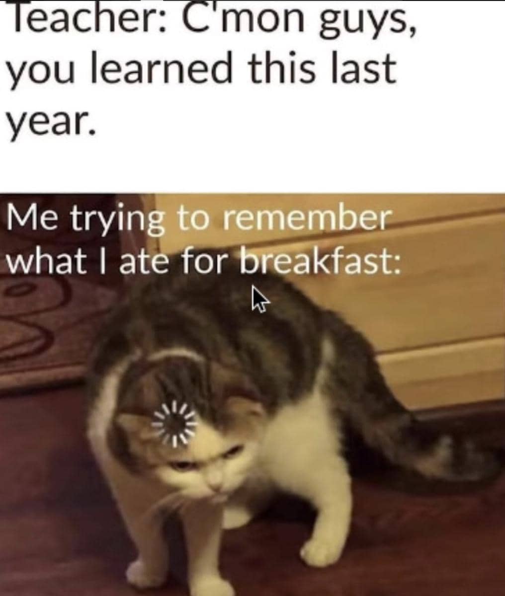 meme kucing minta sarapan