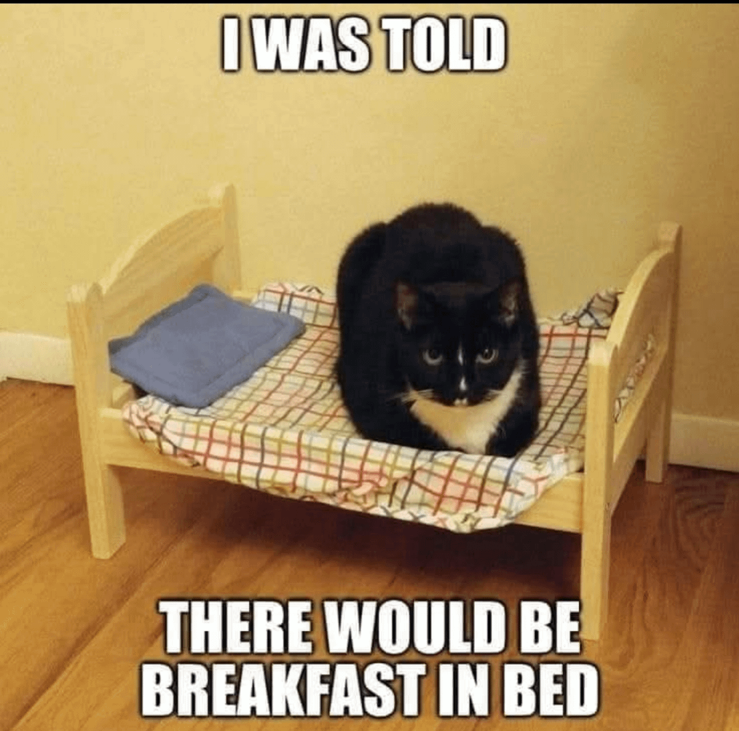 meme kucing minta sarapan